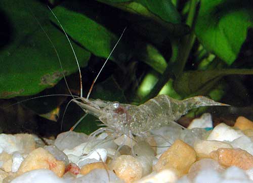 Ghost shrimp in saltwater -  Discussion Forum